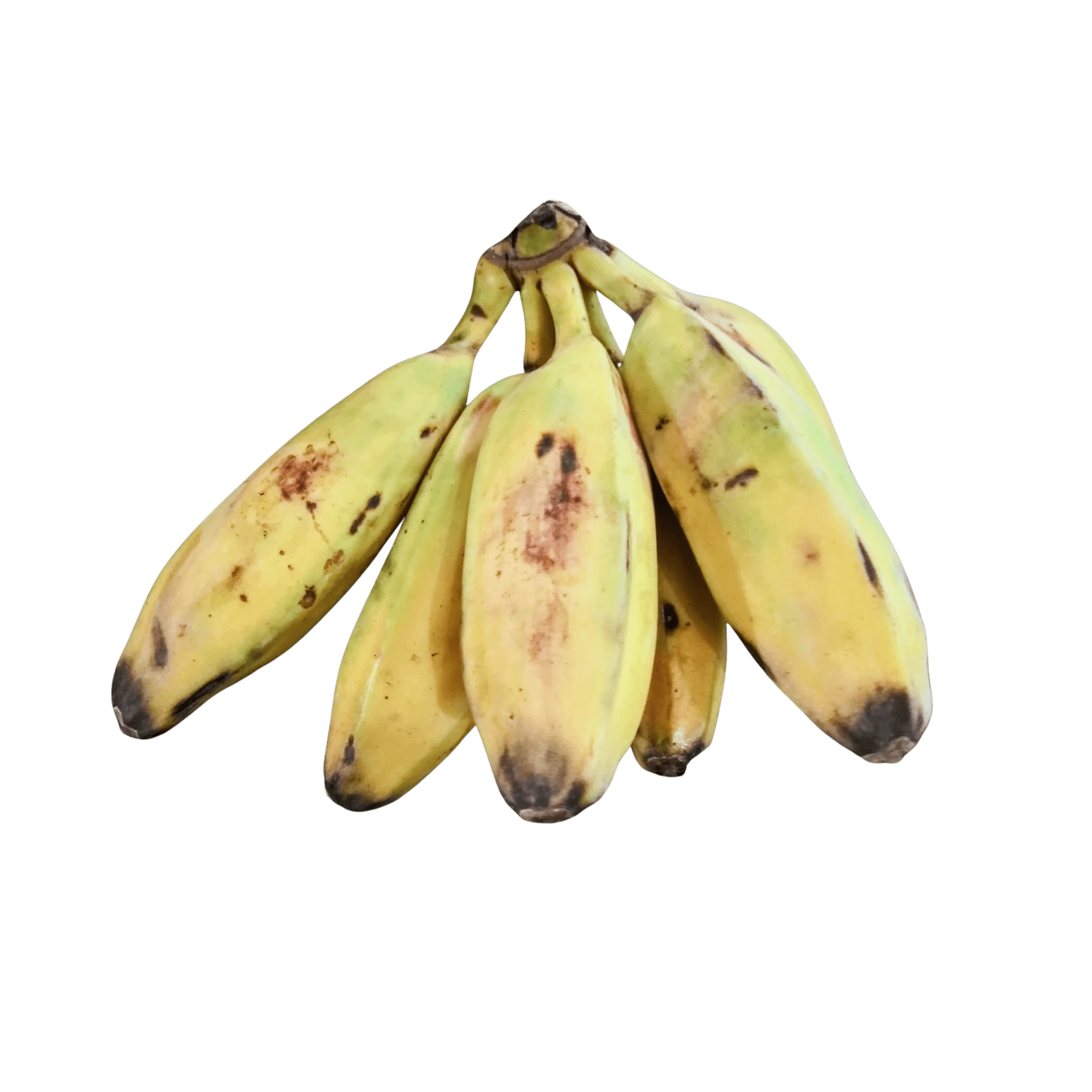 Banana - Burro Banana