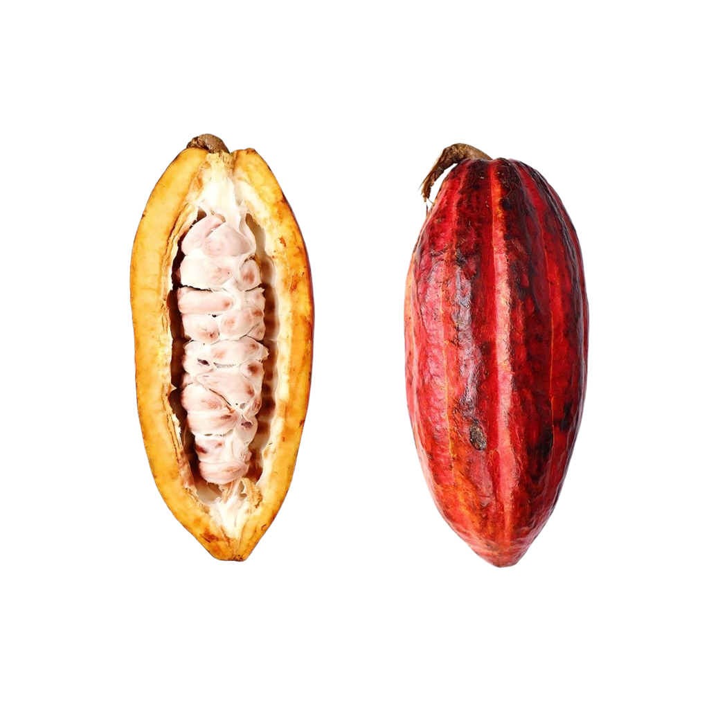 Cacao Fruit - Ecuardorian