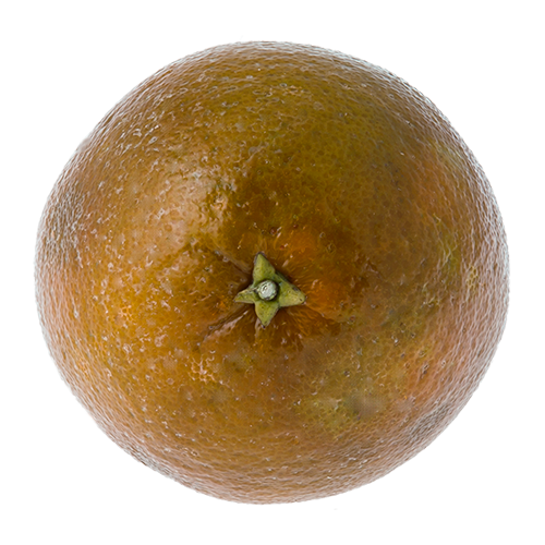 Orange - Chocolate Orange