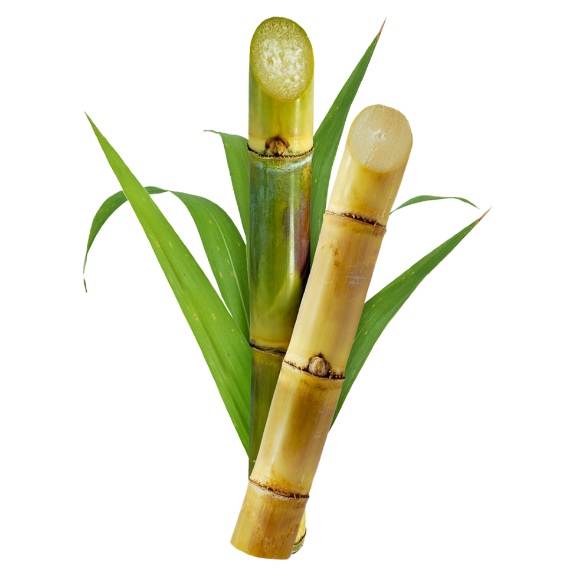 Sugarcane