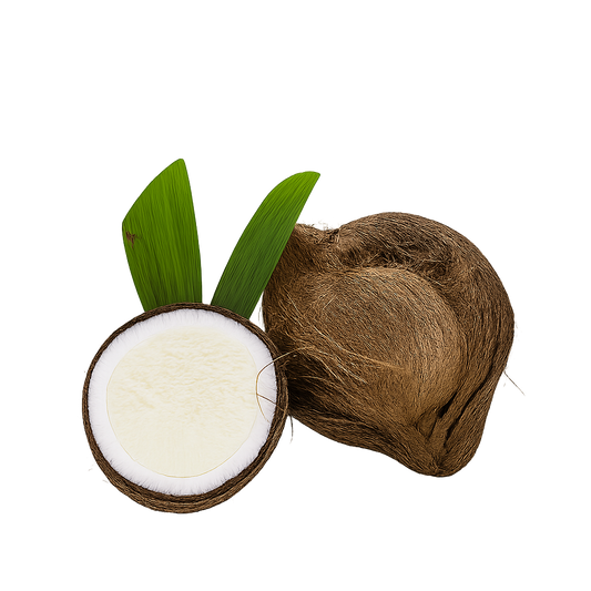 Coconut - Sprouted