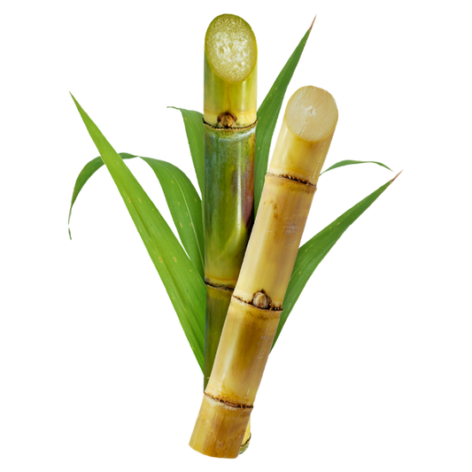 Sugarcane